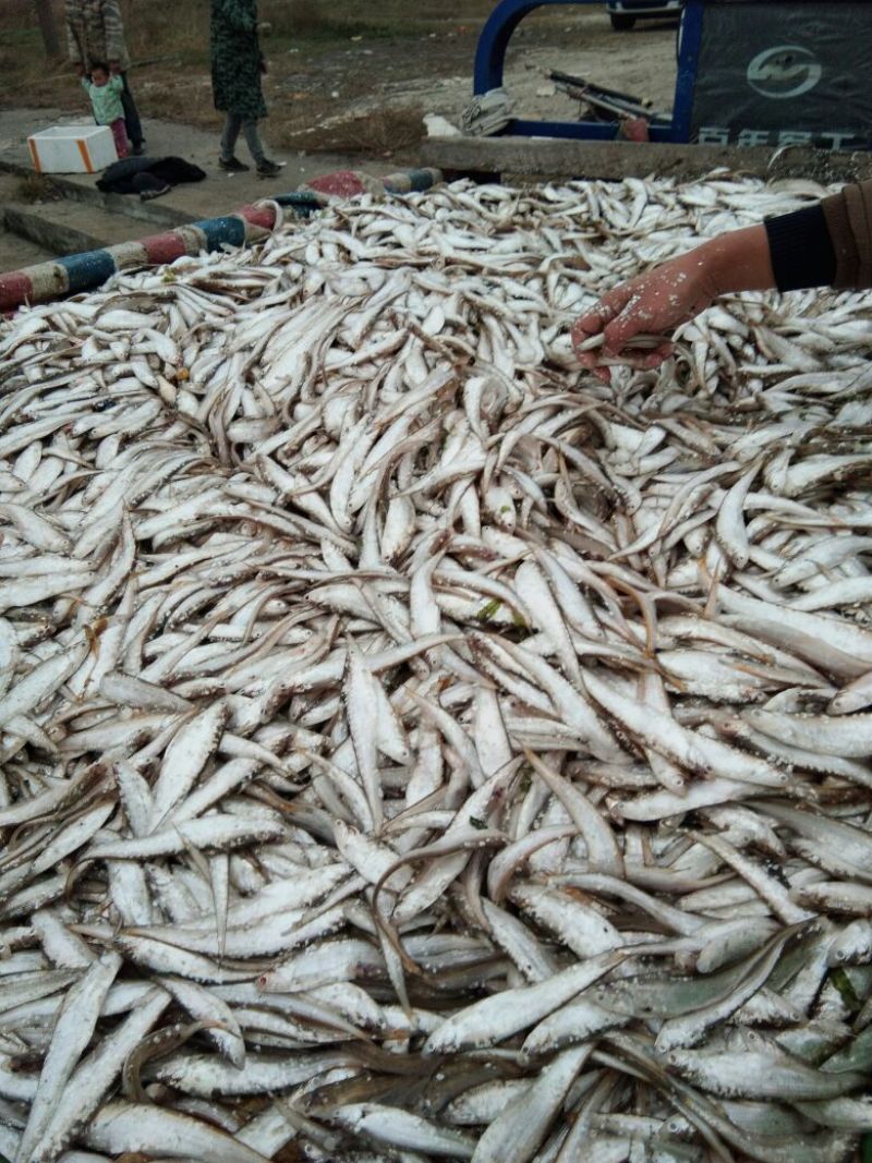 毛刀鱼食用冰鲜鱼