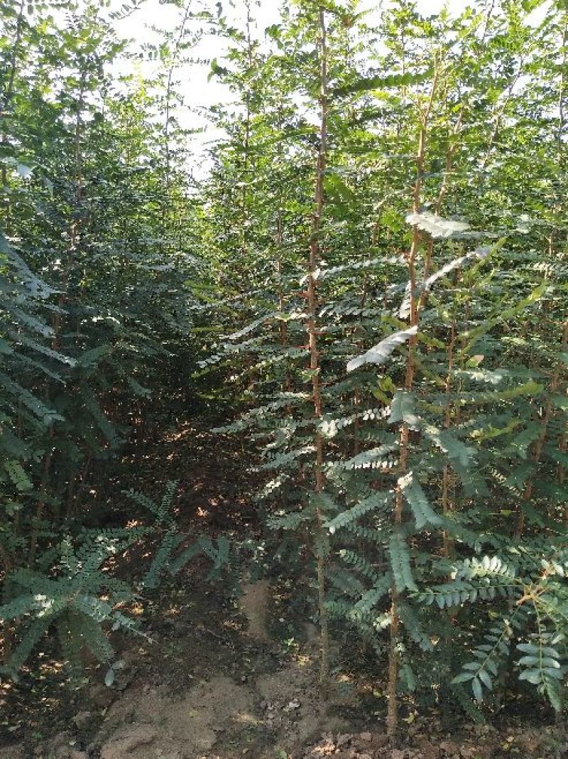 皂角树苗，皂角苗，大刺皂角苗，小刺皂角，80高以上
