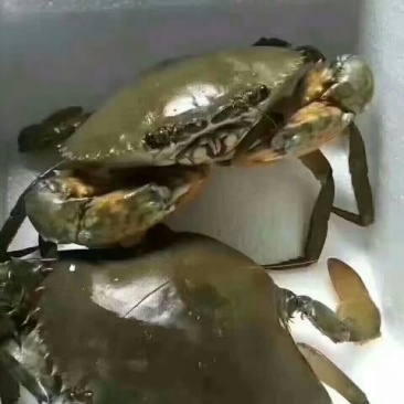 锯缘青蟹食用雌蟹