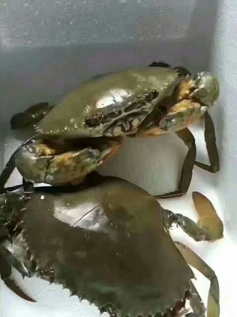 锯缘青蟹食用雌蟹