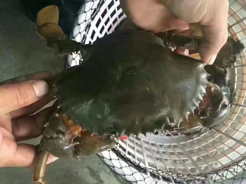 锯缘青蟹食用雌蟹