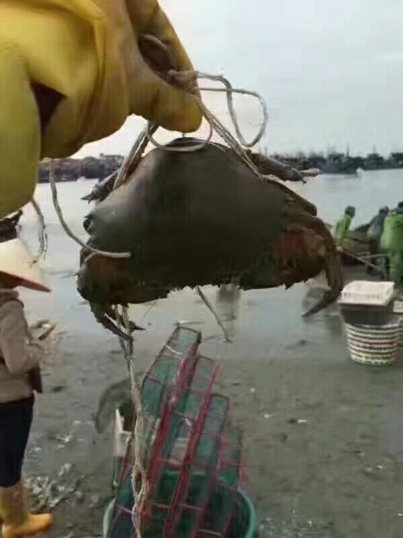 锯缘青蟹食用雌蟹