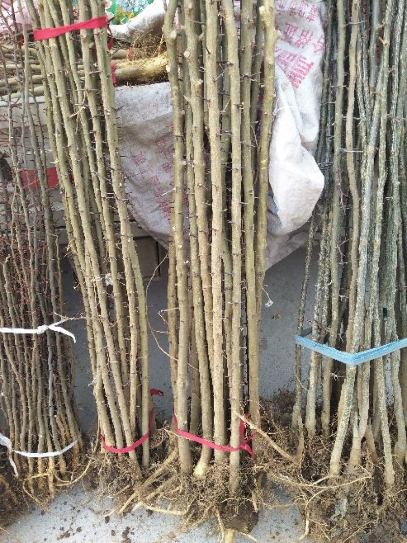 皂角树苗，皂角苗，大刺皂角苗，小刺皂角，80高以上