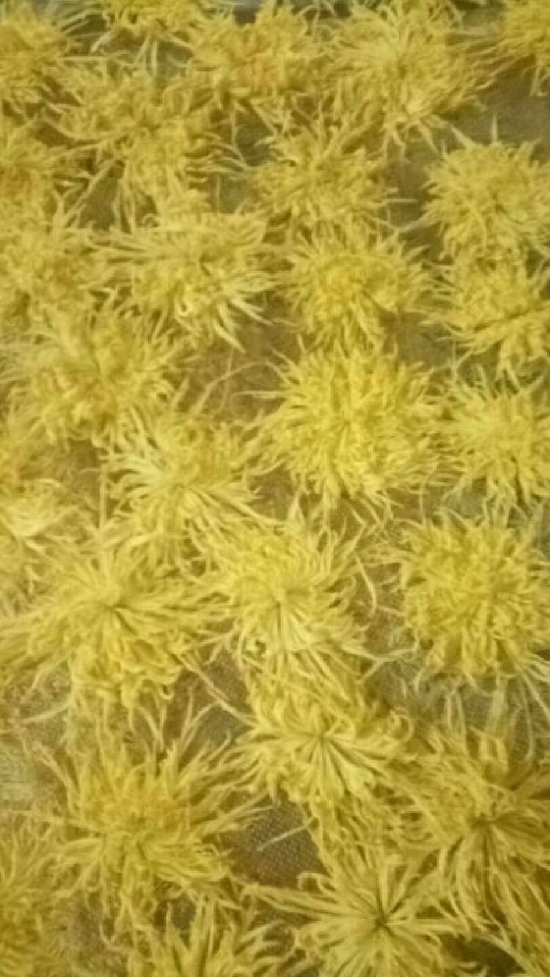 金丝皇菊茶一级
