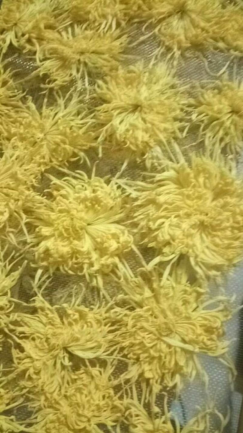 金丝皇菊茶一级