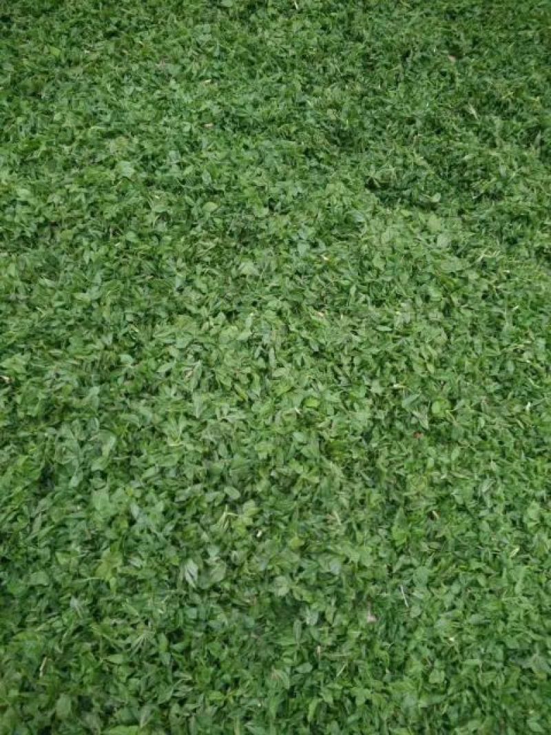 刺五加茶刺五加茶一级