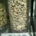 白菊花茶特级