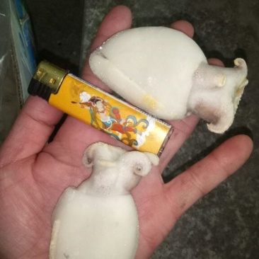 乌贼