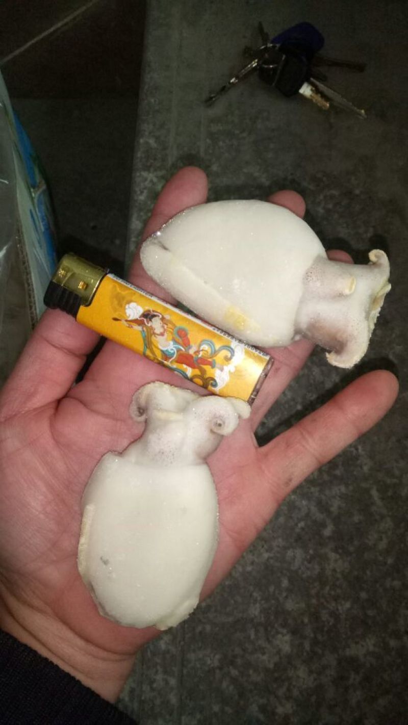 乌贼