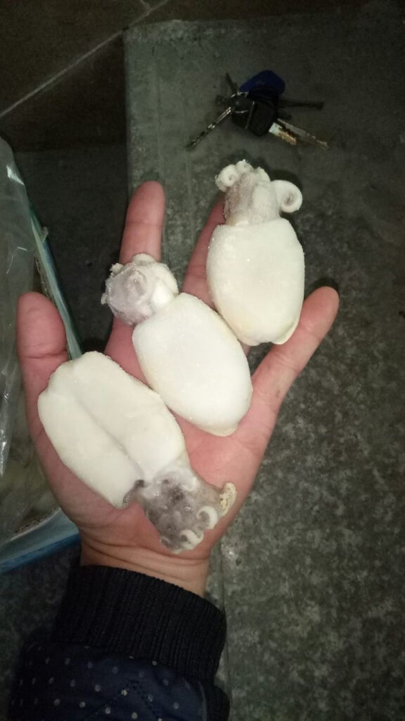 乌贼