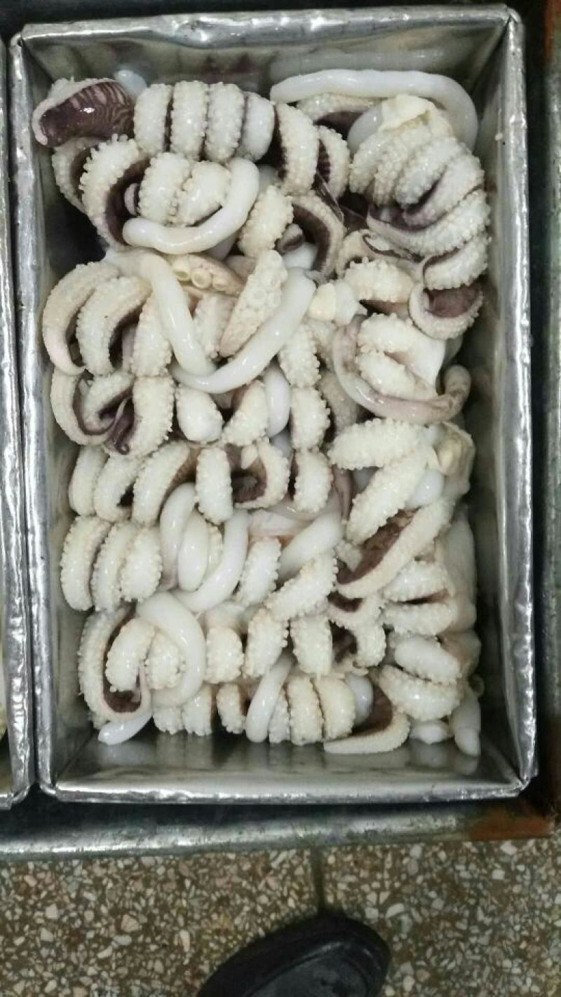 乌贼