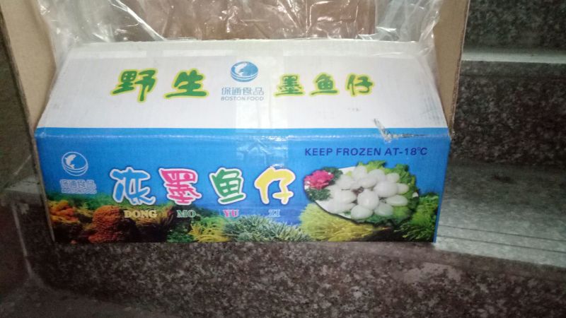 乌贼