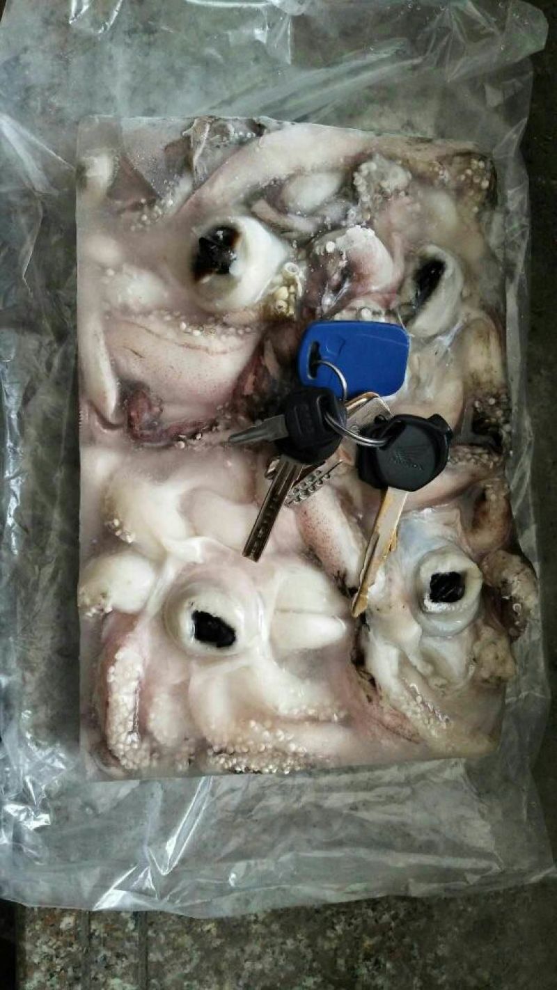 乌贼