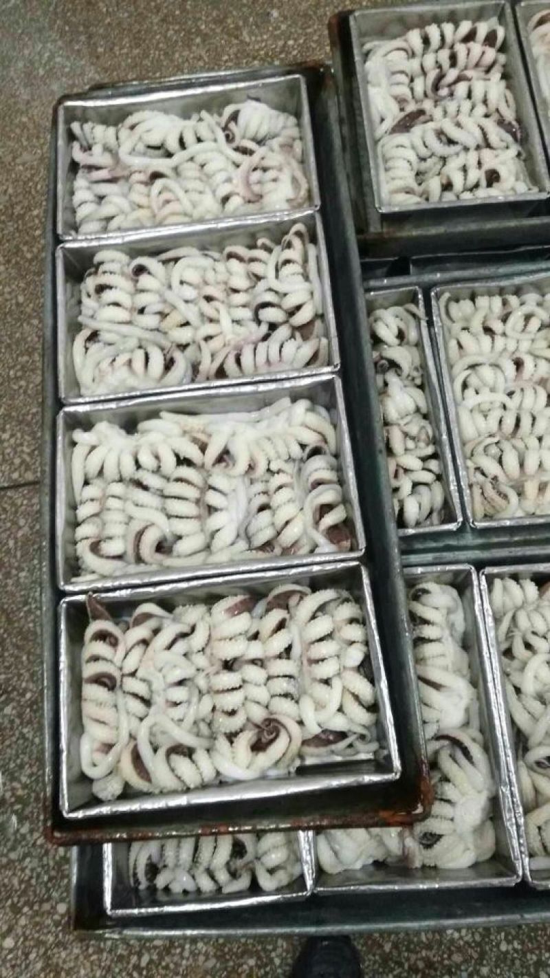 乌贼