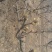 梨树10~12cm2.5~3米