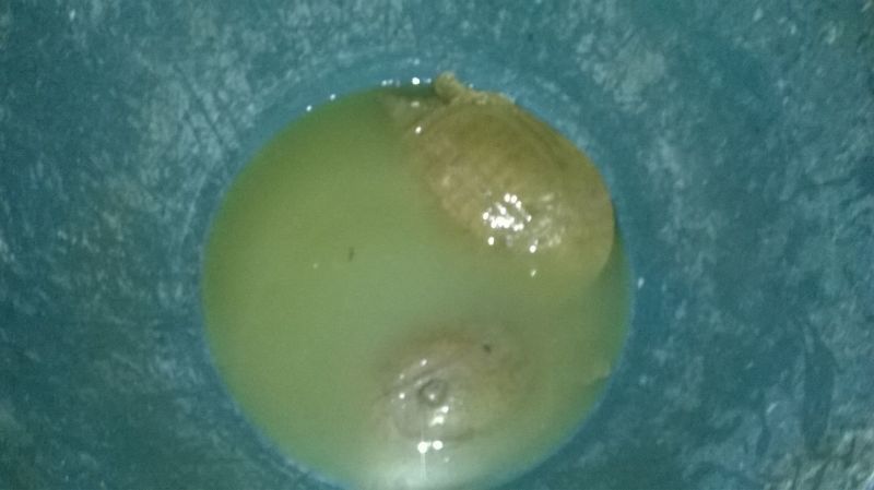 鳜鱼30~40cm食用活鱼