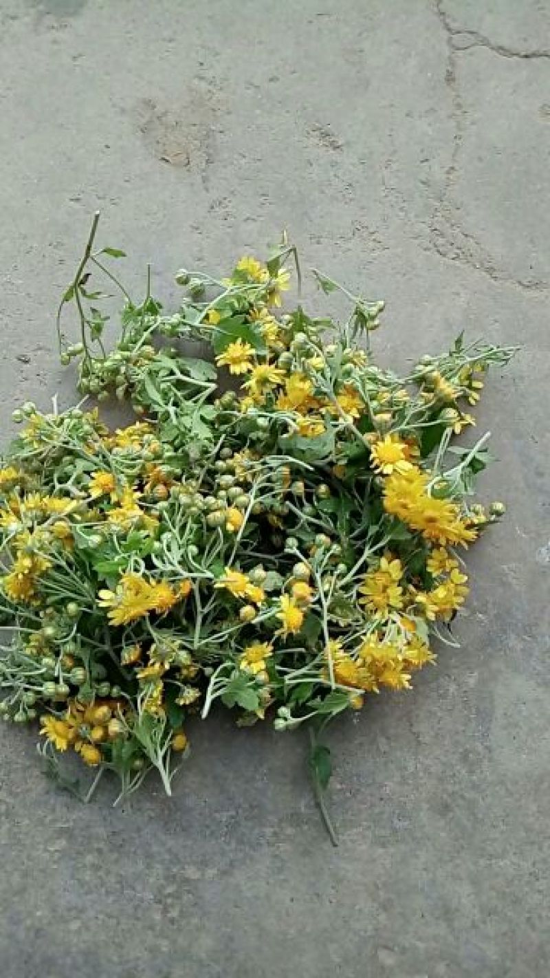 野菊花散装