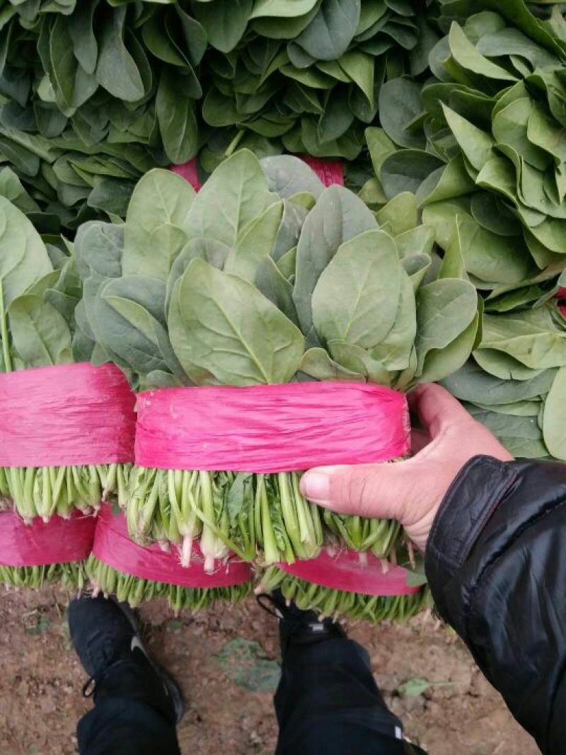 大叶菠菜20~25厘米