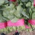 大叶菠菜20~25厘米
