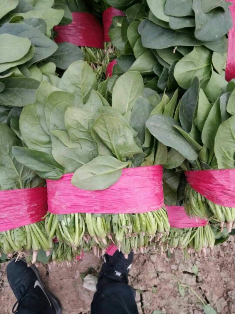 大叶菠菜20~25厘米