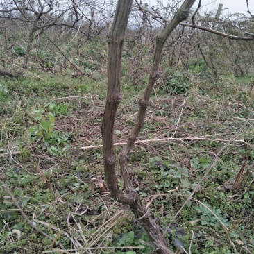 葡萄树10~20cm