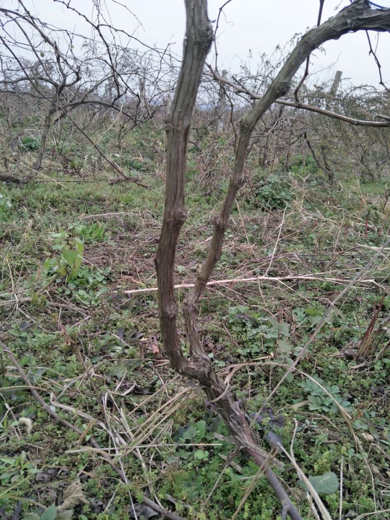 葡萄树10~20cm