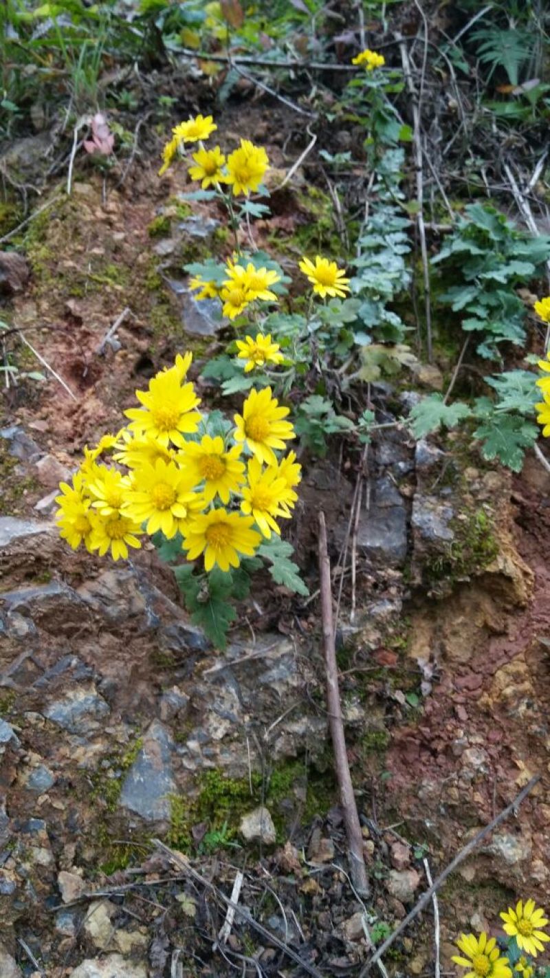 野菊花散装