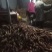 红薯淀粉散装