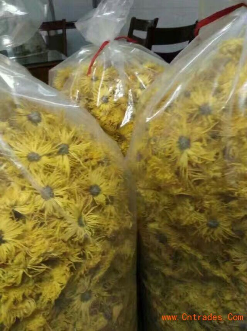 皇菊0.5~1米