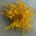皇菊0.5~1米