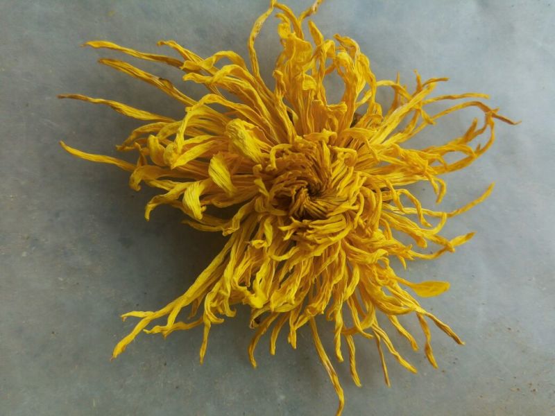 皇菊0.5~1米