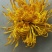 皇菊0.5~1米