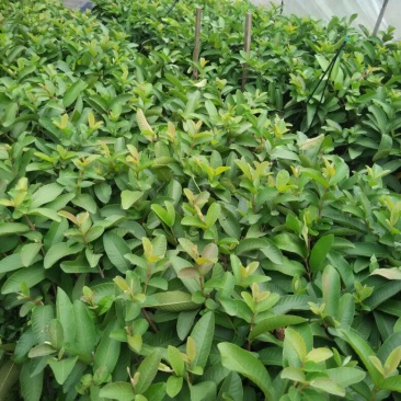 番石榴苗30~50cm