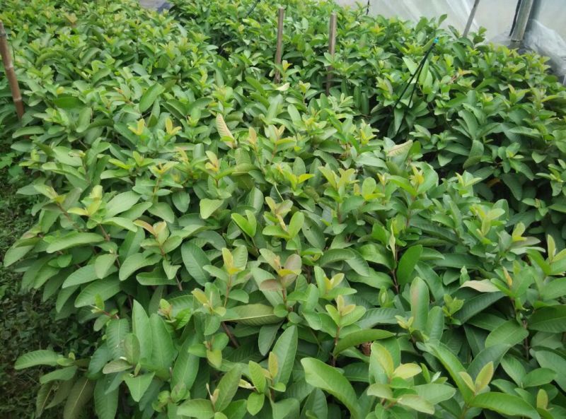 番石榴苗30~50cm
