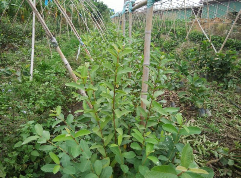 番石榴苗30~50cm