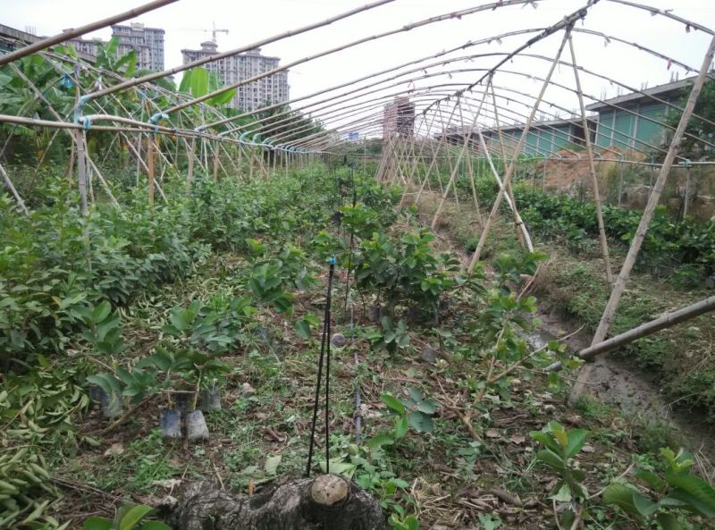 番石榴苗30~50cm