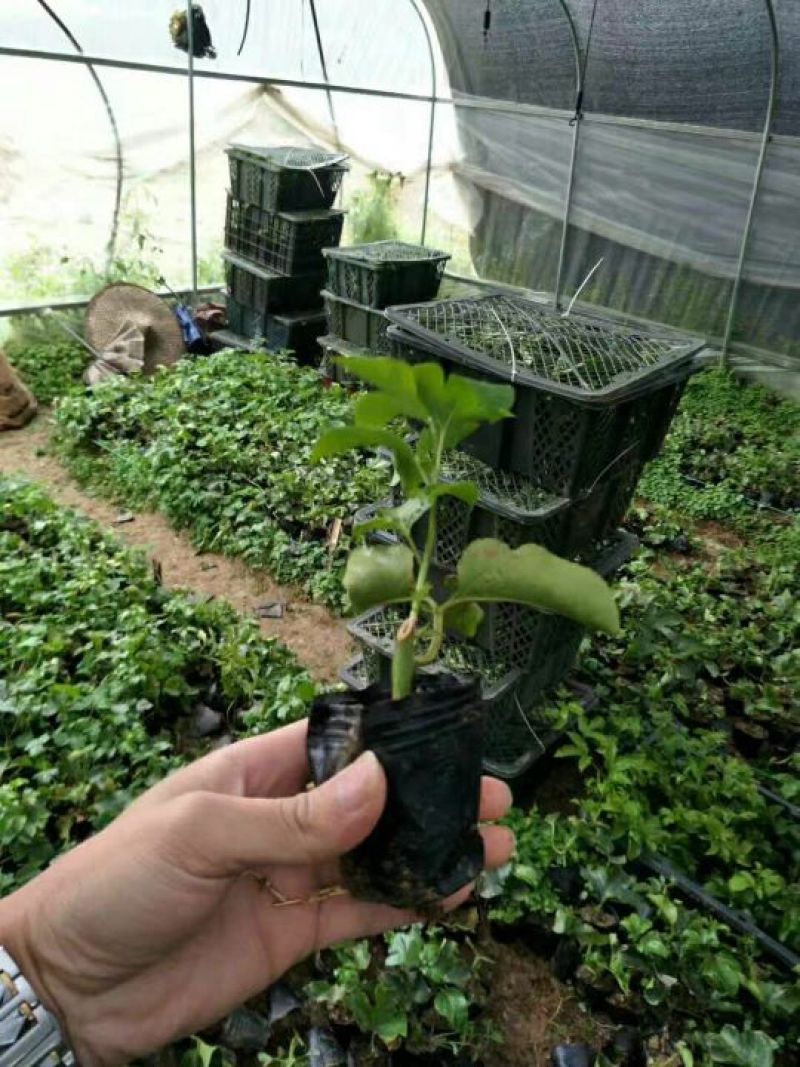 黄金百香果苗20~30cm