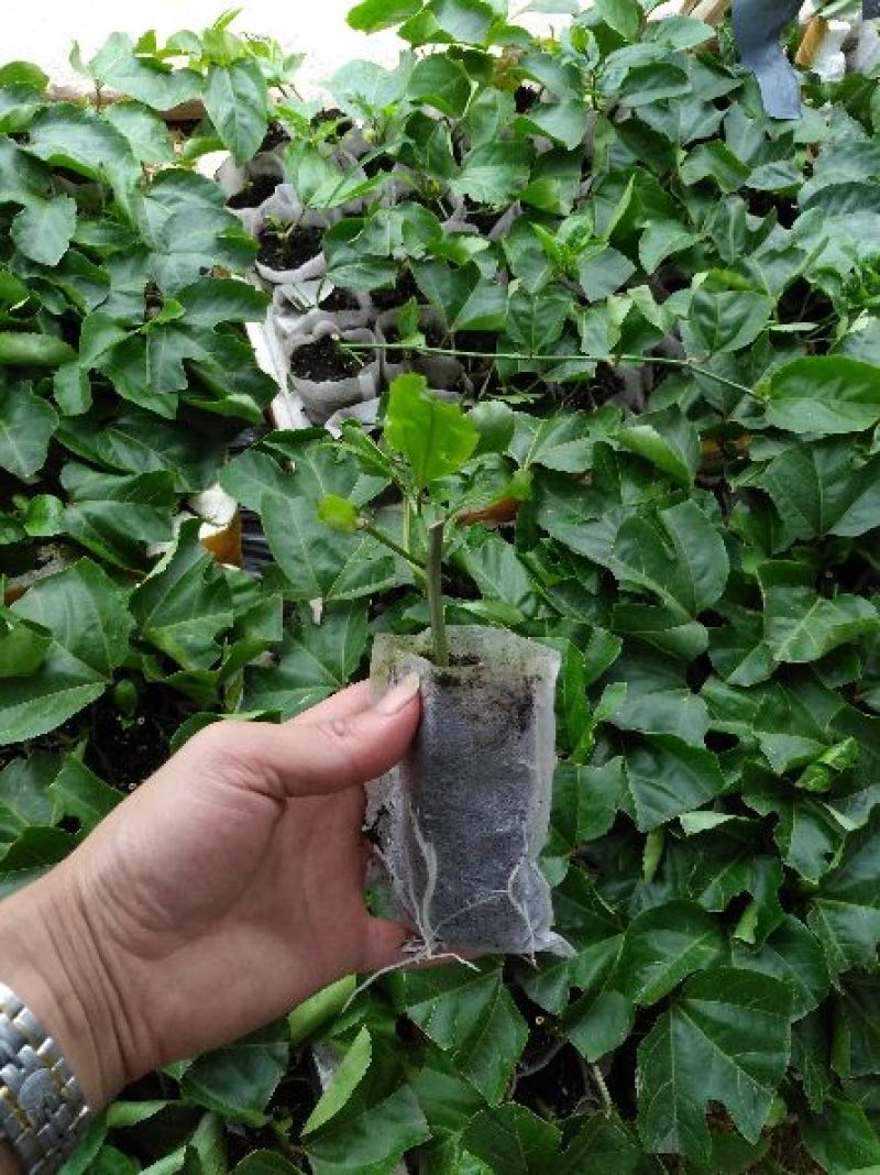 黄金百香果苗20~30cm