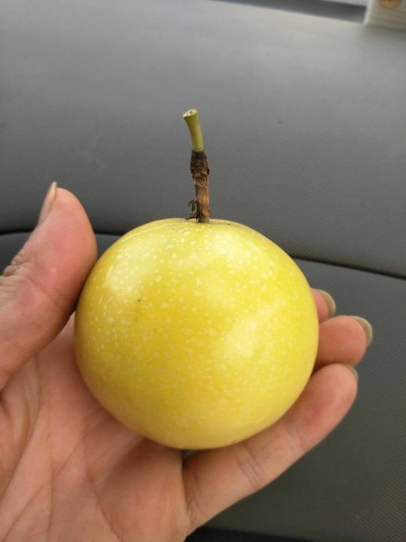 黄金百香果苗20~30cm