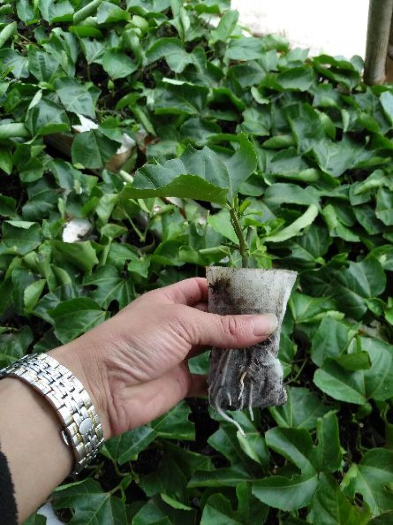 黄金百香果苗20~30cm