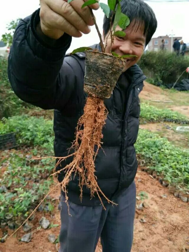 牛大力种苗15~30cm