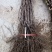 夏黑葡萄苗50~80cm1年