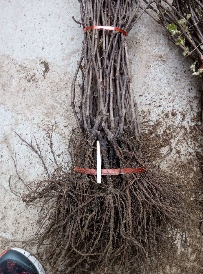 夏黑葡萄苗50~80cm1年