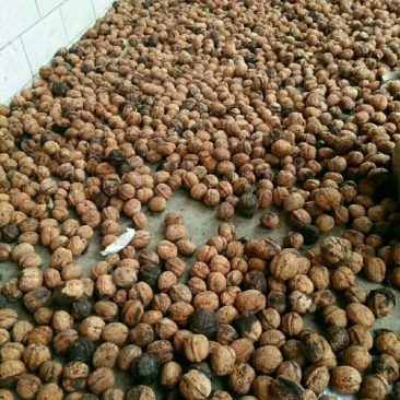 香玲核桃去皮25~30mm干有青皮的1，7元每斤电