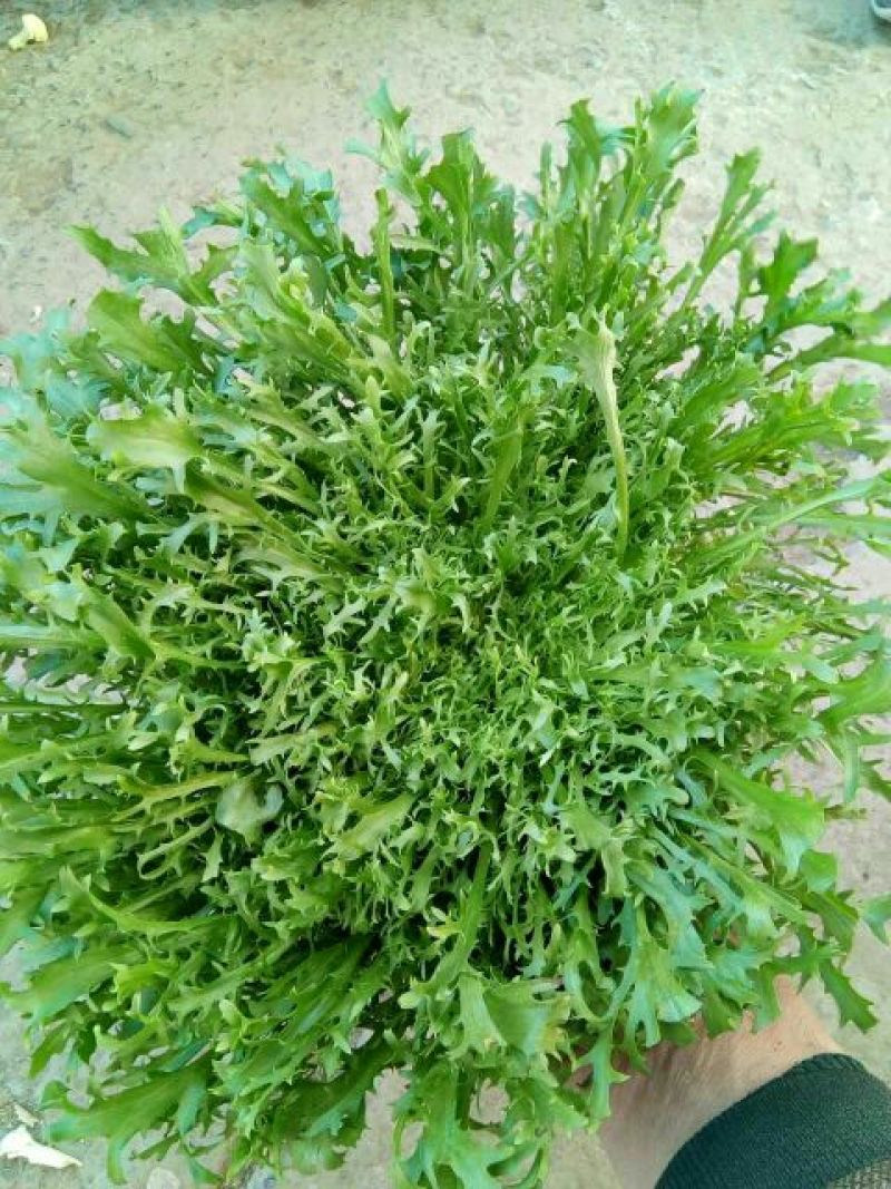 【产地精品】大小叶苦菊20~25cm精品特价供应中