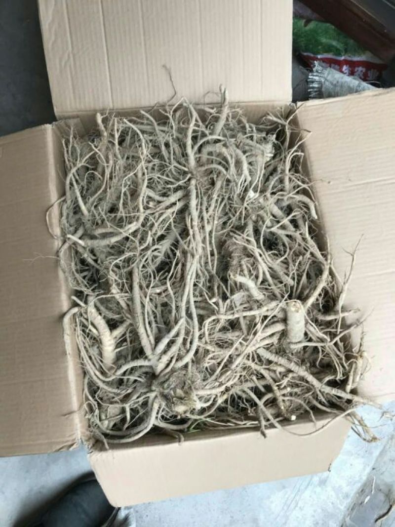 汉源当归（大）～秦当归～甜当归～鲜货～全归