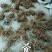 汉源当归（大）～秦当归～甜当归～鲜货～全归