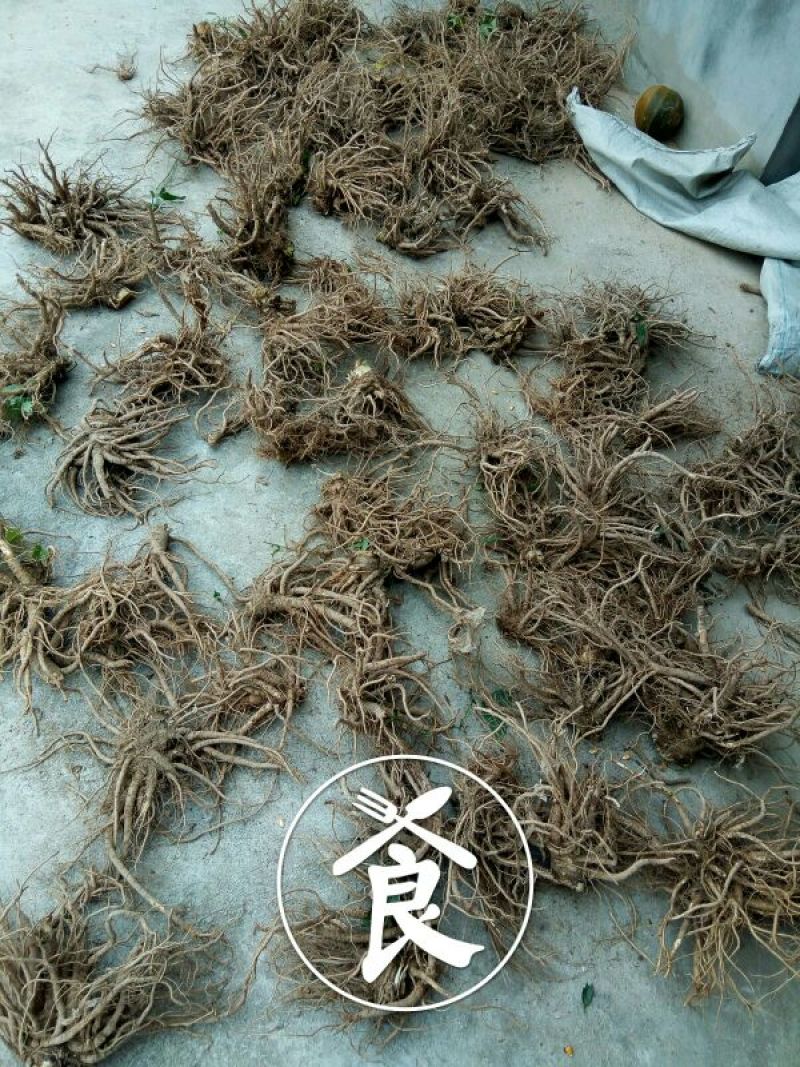 汉源当归（大）～秦当归～甜当归～鲜货～全归