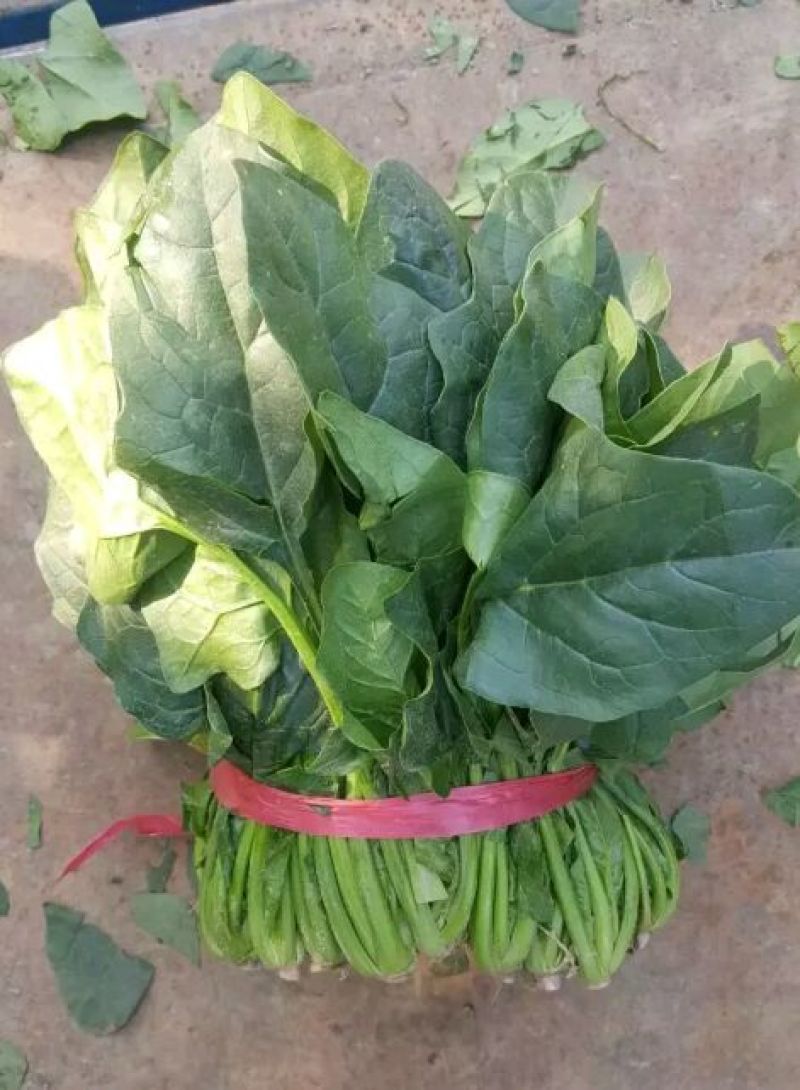 越冬菠菜25~30厘米
