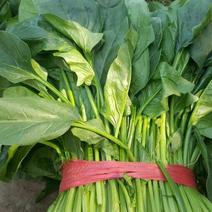 越冬菠菜25~30厘米